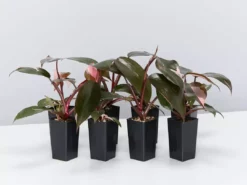 Indoor Garden Philodendron Erubescens Pink Princess