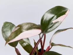 Indoor Garden Philodendron Erubescens Pink Princess