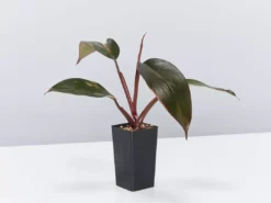 Indoor Garden Philodendron Erubescens Pink Princess