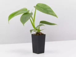 Indoor Garden Easy Care Plants Philodendron Hastatum Silver Sword