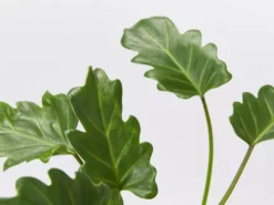 Shrubs Pool Friendly Plants Tropical Mixed Pack Of Outdoor Plants