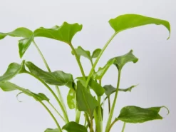 Shrubs Philodendron Xanadu Border Plants