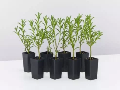 Shrubs Philotheca Myoporoides Winter Rouge