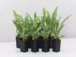 Indoor Garden Ground Covers Phlebodium Blue Star
