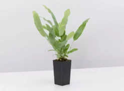 Indoor Garden Cat-Friendly Indoor Plant Pack 🐈