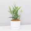 Pot + Plant Gift Box Easy Care Plants Blue Star Fern - Pot + Plant + Soil