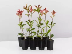 Hedge Photinia Glabra Rubens