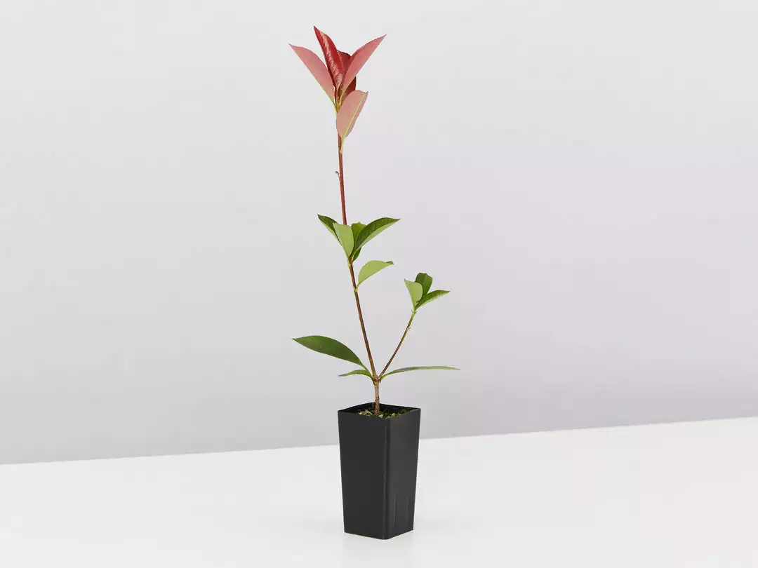 Hedge Photinia Glabra Rubens 5 Hedge Photinia Glabra Rubens