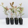 Hedge Photinia Pink Marble Hedging Plants 2 Hedge Photinia Pink Marble Hedging Plants