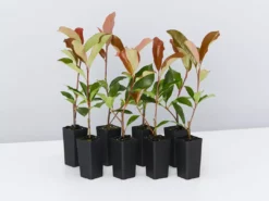 Hedge Photinia Red Robin Screening Pack Hedging Plants