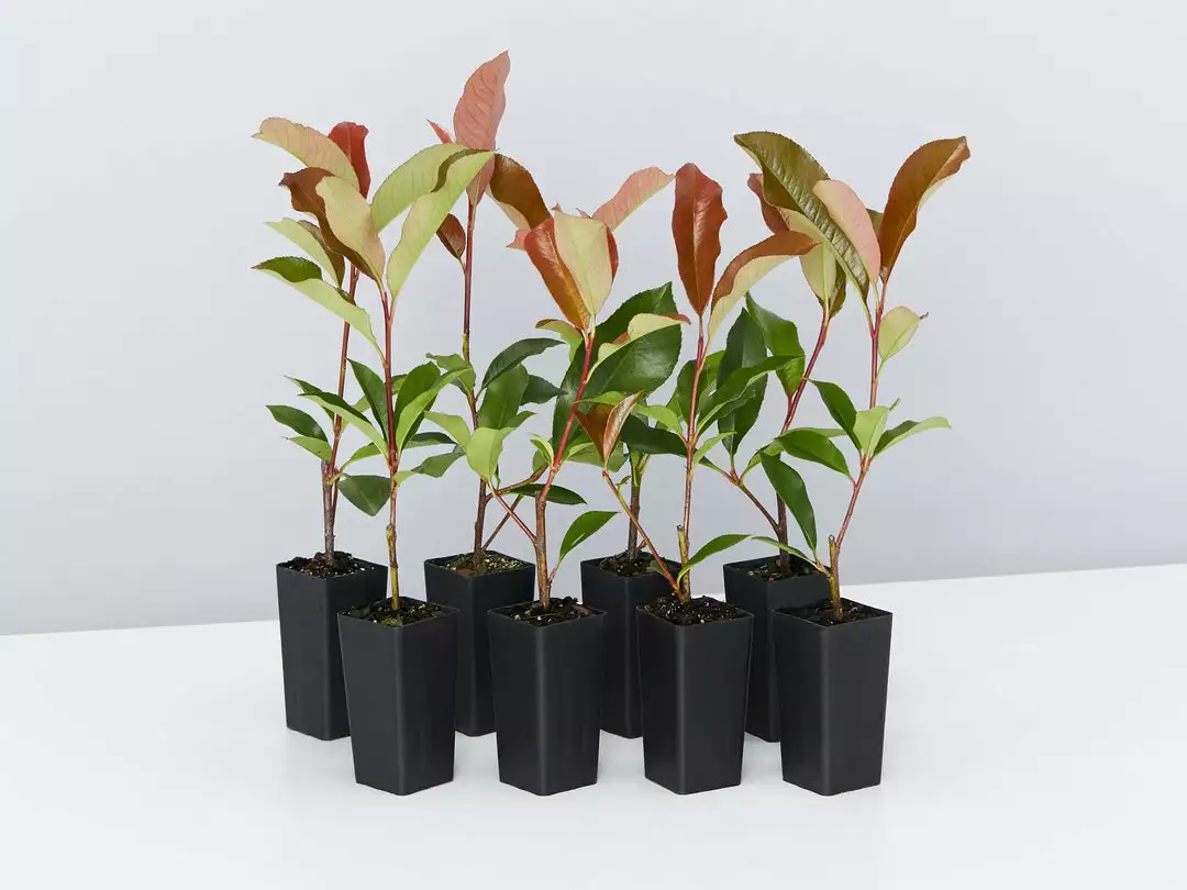 Hedge Photinia Red Robin Screening Pack Hedging Plants 3 Hedge Photinia Red Robin Screening Pack Hedging Plants