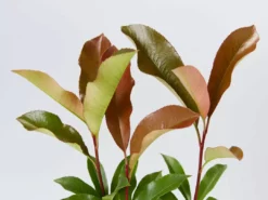 Hedge Photinia Red Robin Screening Pack Hedging Plants 16 Hedge Photinia Red Robin Screening Pack Hedging Plants