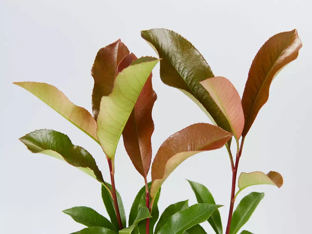 Hedge Photinia Red Robin Screening Pack Hedging Plants 8 Hedge Photinia Red Robin Screening Pack Hedging Plants