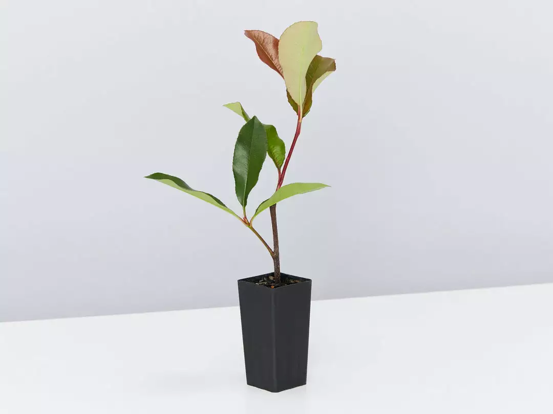 Hedge Photinia Red Robin Screening Pack Hedging Plants 6 Hedge Photinia Red Robin Screening Pack Hedging Plants