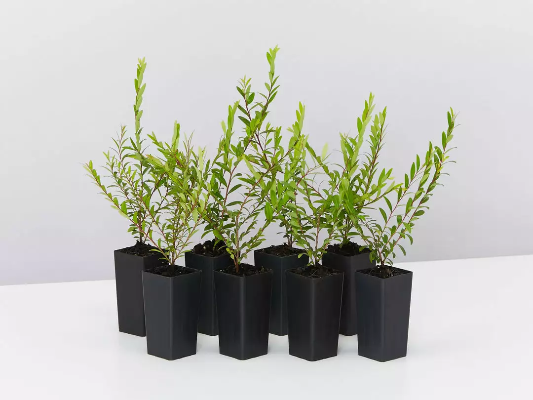 Shrubs Phyllanthus Multiflorus 3 Shrubs Phyllanthus Multiflorus