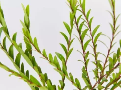 Shrubs Phyllanthus Multiflorus 13 Shrubs Phyllanthus Multiflorus