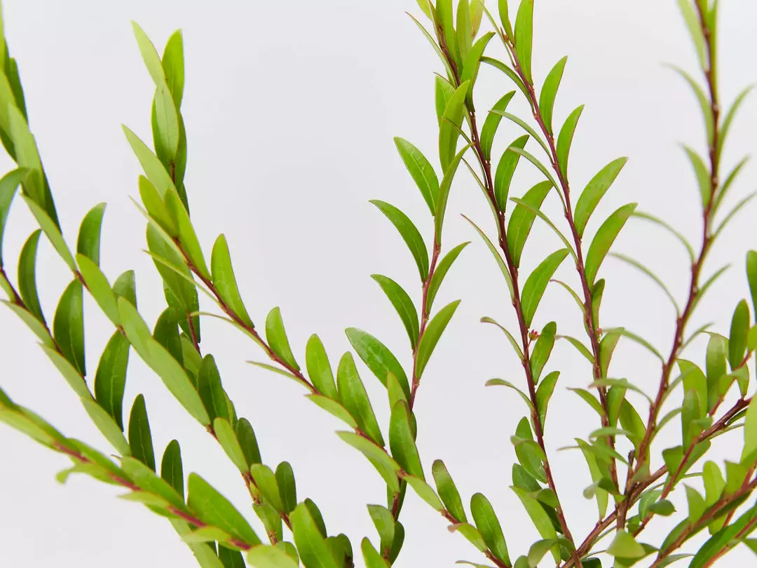 Shrubs Phyllanthus Multiflorus 7 Shrubs Phyllanthus Multiflorus