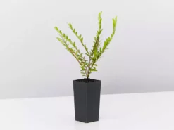 Shrubs Phyllanthus Multiflorus 11 Shrubs Phyllanthus Multiflorus