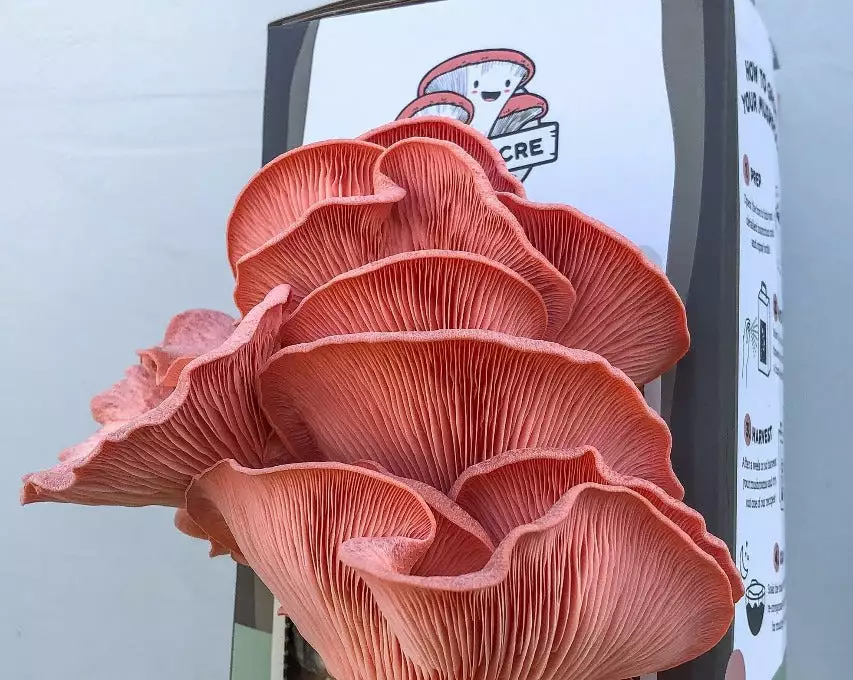 Little Acre Gourmet Mushrooms Pink Oyster Mushroom Grow Kit Gift Kits 4 Little Acre Gourmet Mushrooms Pink Oyster Mushroom Grow Kit Gift Kits