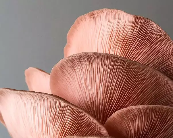 Little Acre Gourmet Mushrooms Pink Oyster Mushroom Grow Kit Gift Kits 6 Little Acre Gourmet Mushrooms Pink Oyster Mushroom Grow Kit Gift Kits