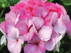 Shrubs Geranium Pinto White To Rose