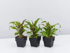 Shrubs Border Plants Pitcairnia Sanguinea - 85mm