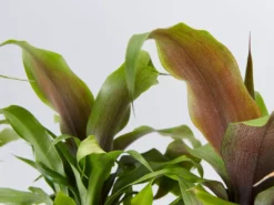 Shrubs Border Plants Pitcairnia Sanguinea - 85mm