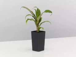 Shrubs Bromeliad 'Pitcairnia Sanguinea'