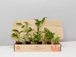 Indoor Garden The Plant Killers Houseplant Pack Easy Care Plants