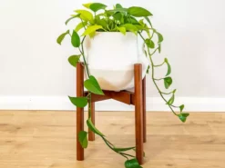 Plants In A Box Climbing Plants Adjustable Bamboo Plant Stand - Walnut