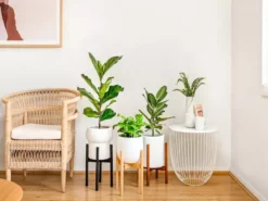 Plants In A Box Climbing Plants Adjustable Bamboo Plant Stand - Walnut