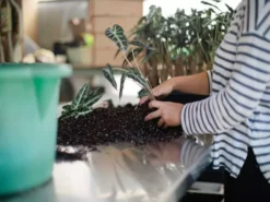 Indoor Garden Alocasia Lowii 'Bebe'/'Bambino'