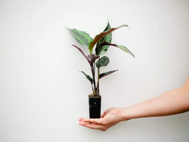 Indoor Garden Calathea Beauty Star Pet-friendly Indoor Plants 5 Indoor Garden Calathea Beauty Star Pet-friendly Indoor Plants