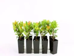 Hedge Shrubs Metrosideros "Little Ewan"