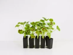 Shrubs Geranium Apache Scarlet