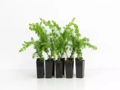 Shrubs Juniperus Procumbens Nana