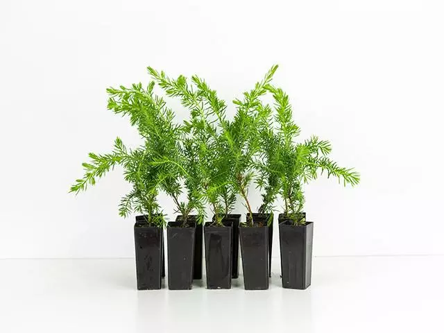 Shrubs Juniperus Procumbens Nana 3 Shrubs Juniperus Procumbens Nana