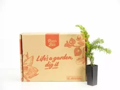 Shrubs Juniperus Conferta "All Gold" 7 Shrubs Juniperus Conferta