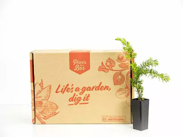 Shrubs Juniperus Conferta "All Gold" 5 Shrubs Juniperus Conferta "All Gold"