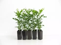 Hedge Murraya Hip-High Shrubs