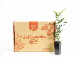 Hedge Murraya Hip-High Shrubs