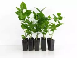 Shrubs Full Sun Jasminum 'Grand Duke Of Tuscany'