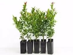 Hedge Syzygium Winter Lights Shrubs