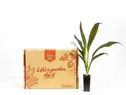 Shrubs Full Sun Cordyline Fruticosa 'Negra'