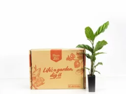 Indoor Garden Calathea Louisae Freddy