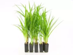 Shrubs Dianella Caerulea