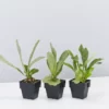 Indoor Garden Platycerium Netherlands - Compact Staghorn 85mm Pet-Friendly Outdoor