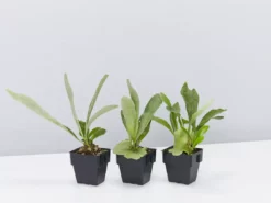 Indoor Garden Platycerium Netherlands - Compact Staghorn 85mm Pet-Friendly Outdoor