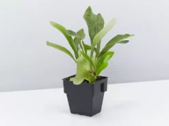 Indoor Garden Cat-Friendly Indoor Plant Pack - 85mm 9 Indoor Garden Cat-Friendly Indoor Plant Pack - 85mm