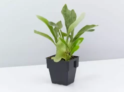 Indoor Garden Pet-Friendly🐶 Indoor Plant Pack - 85mm Pet-friendly Indoor Plants 14 Indoor Garden Pet-Friendly🐶 Indoor Plant Pack - 85mm Pet-friendly Indoor Plants